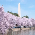 washington dc betting bill