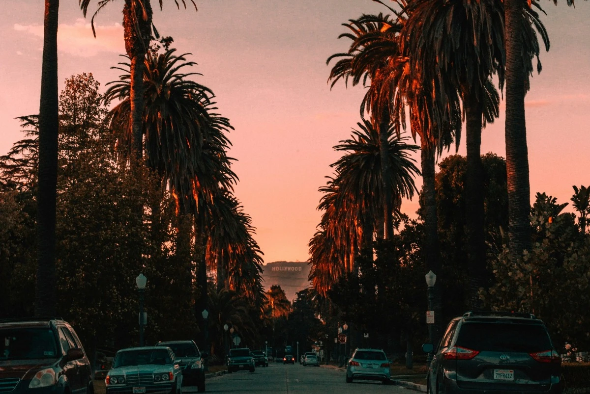 palm trees lining street sunset hollywood