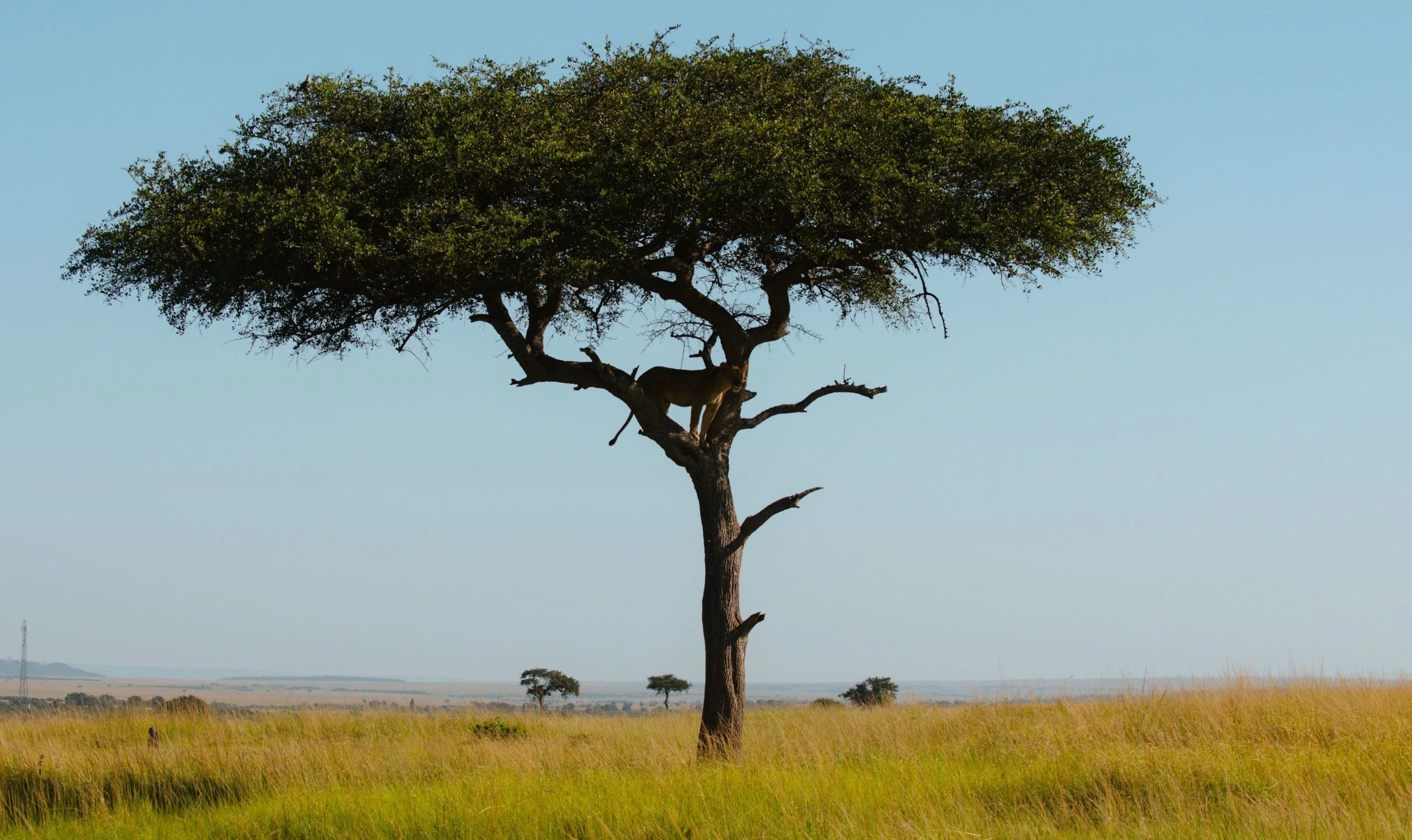 Tanzania gaming tax hits TZS307.8 billion as mobile payments push gambling online