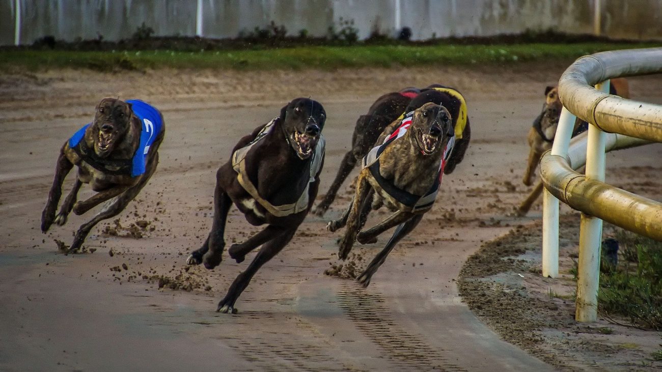 british greyhound racing